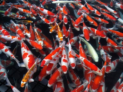 Peluang Usaha Terkini Bisnis Ikan Koi